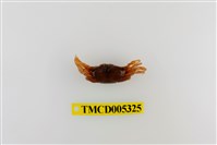 藏品(弧邊管招潮蟹)的圖片